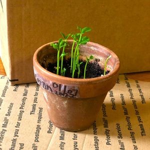 Live Plant 🌱 Lemons ~PLANT MAMA @msangie_57